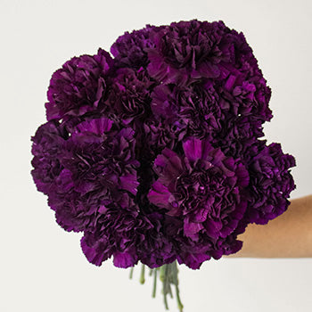 Blacking Purple Carnation Bunch in a hand