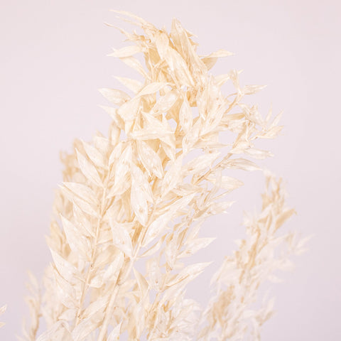 Bleached Dried Italian Ruscus Greenery Up Close