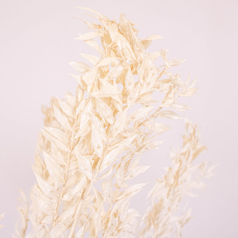 Bleached Dried Italian Ruscus Greenery Up Close