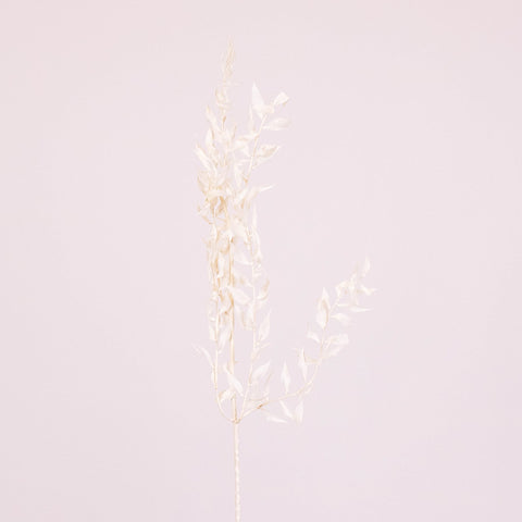 Bleached Dried Italian Ruscus Greenery Stem