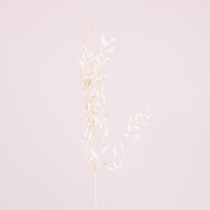 Bleached Dried Italian Ruscus Greenery Stem