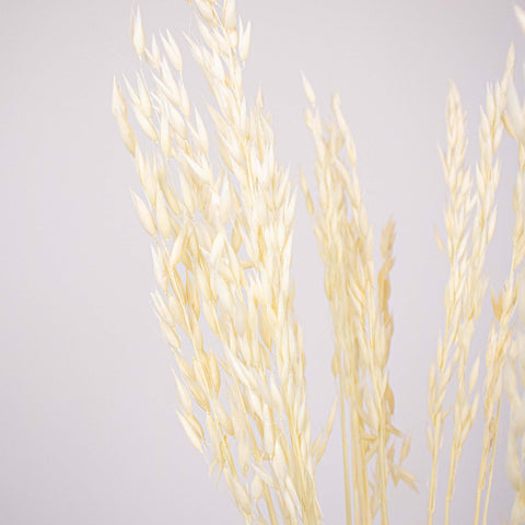 Bleached Dried Oats Flower Up Close
