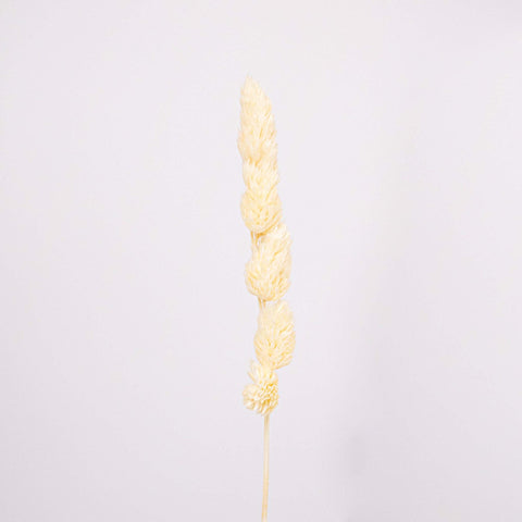 Bleached Dried Orchad Flower Stem