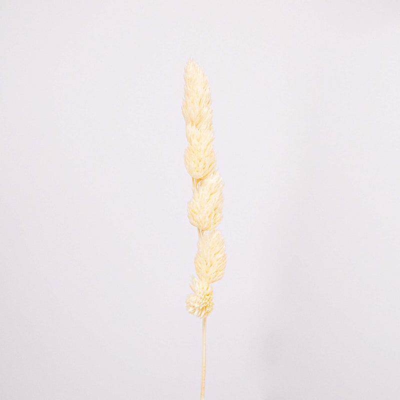 Bleached Dried Orchad Flower Stem