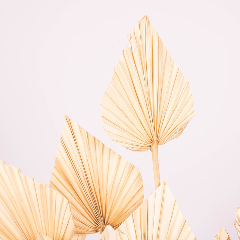 Bleached Dried Palm Spears Up Close