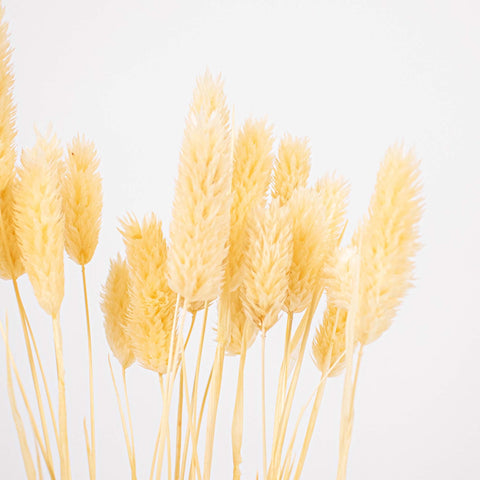 Bleached Dried Phalaris Flower Up Close