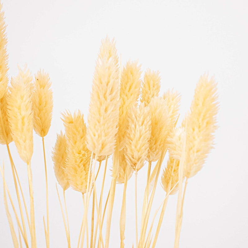 Bleached Dried Phalaris Flower Up Close