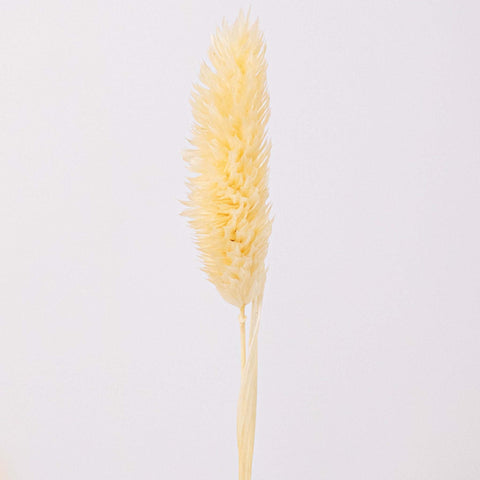 Bleached Dried Phalaris Flower Stem