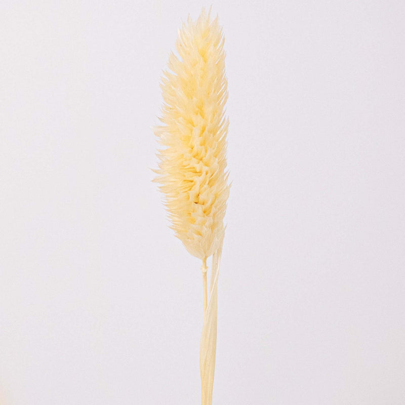 Bleached Dried Phalaris Flower Stem
