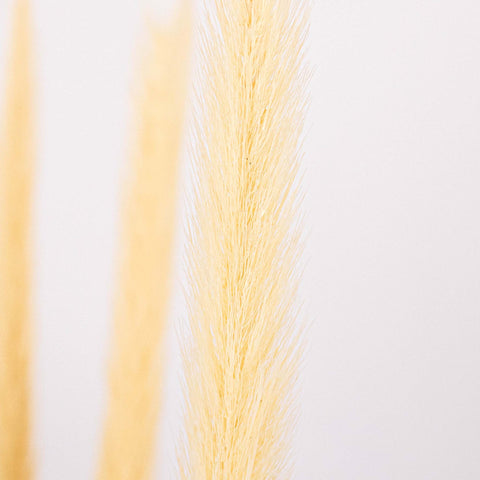 Bleached Dried Typha Flower Up Close