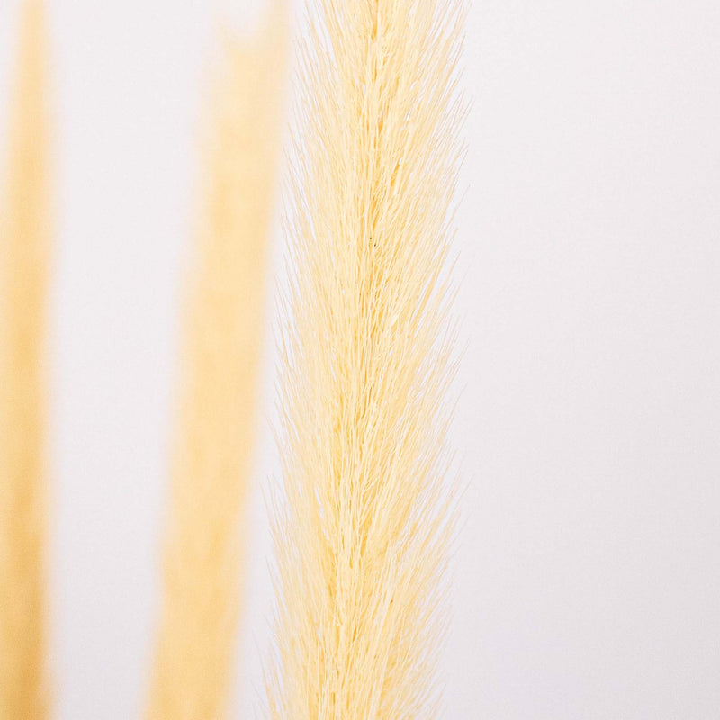 Bleached Dried Typha Flower Up Close