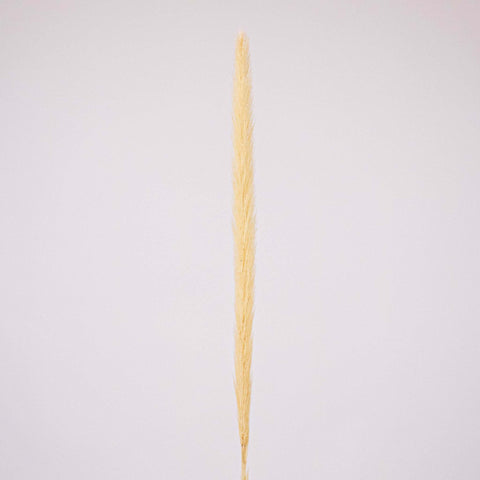 Bleached Dried Typha Flower Stem