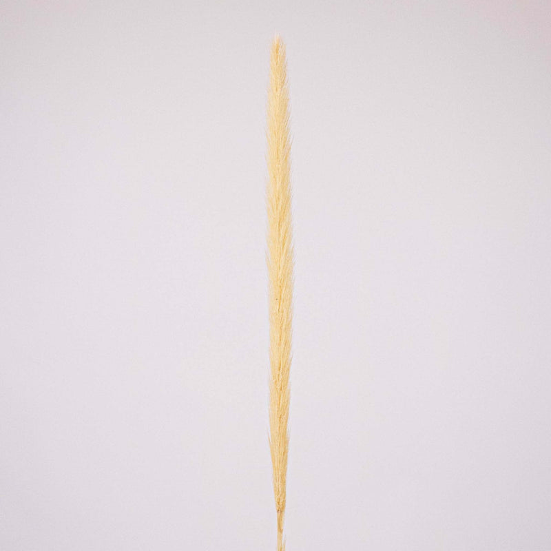 Bleached Dried Typha Flower Stem