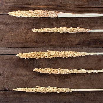 Bleached gorso grass bulk flowers