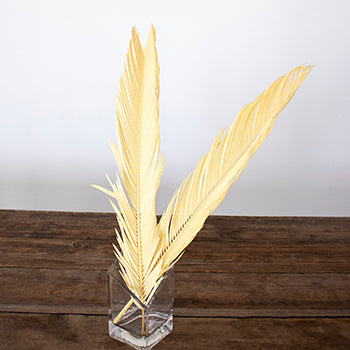 Bleached sago palm for free flower delivery
