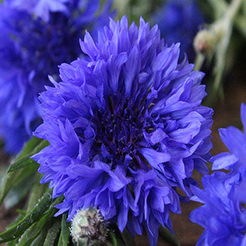 Blue Cornflower blossoms