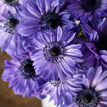 Blue Full Star Anemone Wholesale Flower Upclose