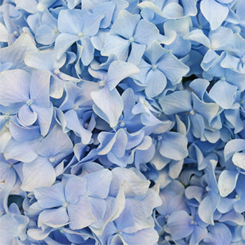 Jumbo Blue Hydrangea Wholesale Flower Up close