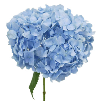 Jumbo Blue Hydrangea Stem View