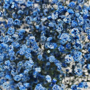 Blue Baby's Breath Flower