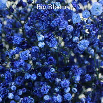 Royal Blue Airbrushed Baby's Breath