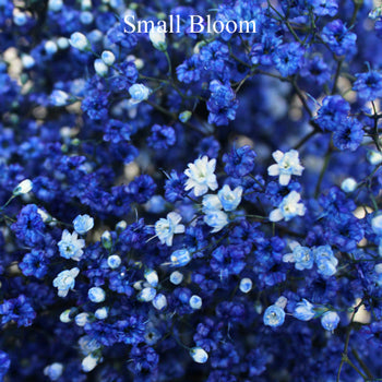 Royal Blue Airbrushed Baby's Breath
