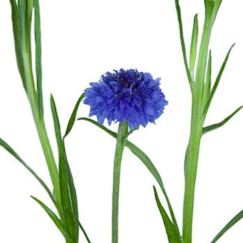 A single Blue Cornflower.