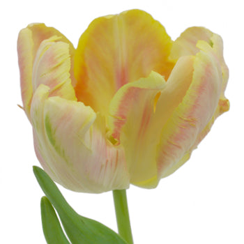 Blush Air Parrot Tulips Wholesale Flower Side Stem