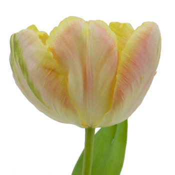 Blush Air Parrot Tulips Wholesale Flower Up close