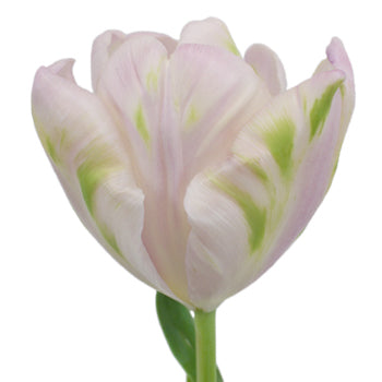 Blush Air Parrot Tulips Wholesale Flower Up close