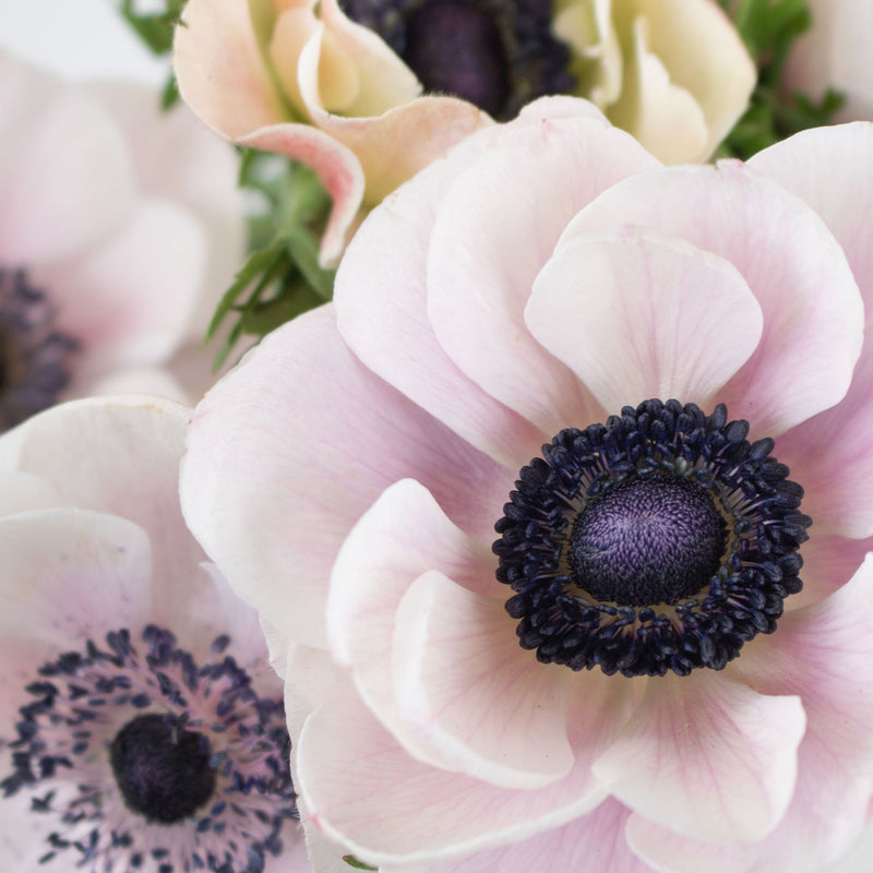 Blush Anemone Flower Up Close