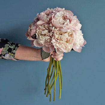 Blush Brownie Wholesale Peony Bunch in a hand