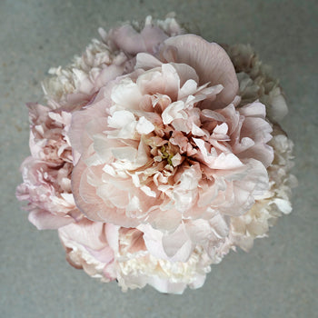 Blush Brownie Peony Bloom View