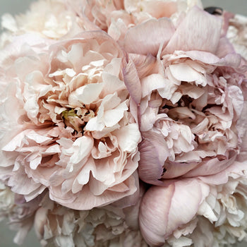Blush Brownie Peonies up close