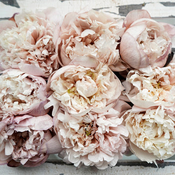 Blush Brownie Wholesale Peony Bunch