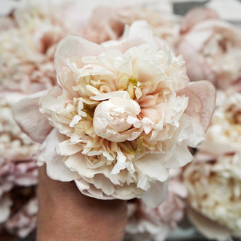 Blush Brownie Peony Stem