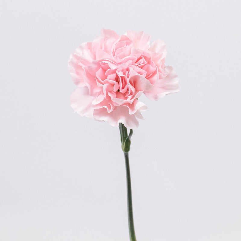 Blush Carnation Flower Stem