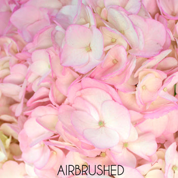 Blush Enhanced Hydrangea Flower Up Close