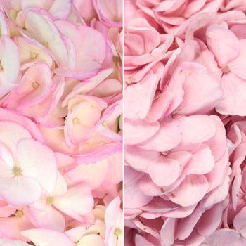 Blush Enhanced Hydrangea Flower Up Close