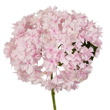 Light Blush Hydrangea Stem View