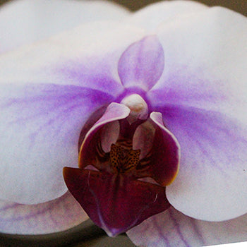 Blush Princess Phalaenopsis Orchid Flower