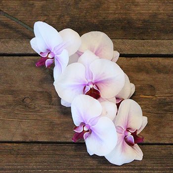 Blush Princess Phalaenopsis Orchid Flower