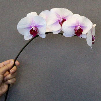 Blush Princess Phalaenopsis Orchid Flower