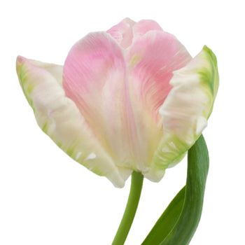 Blush Parrot Novelty Tulip Flower Up Close