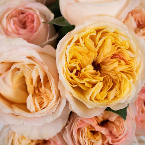 Blush and Peach Garden Rose Flower Up Close