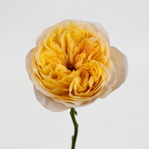 Blush and Peach Garden Rose Flower Stem