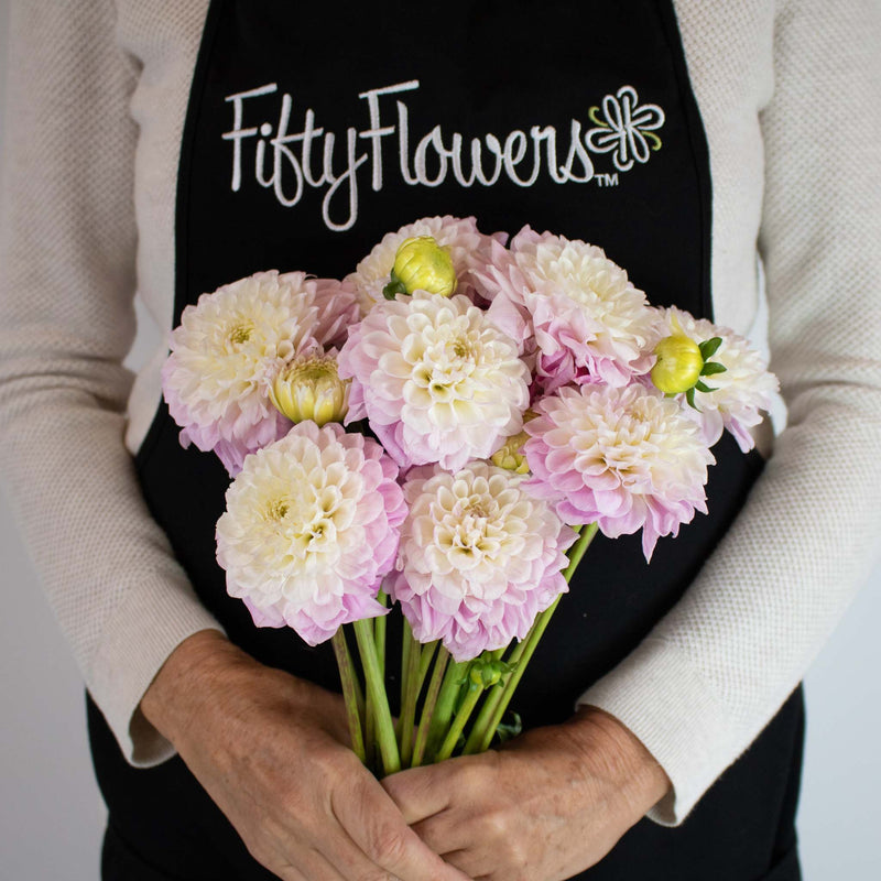 Blush Peekaboo Dahlia Flower Bunch in Hand