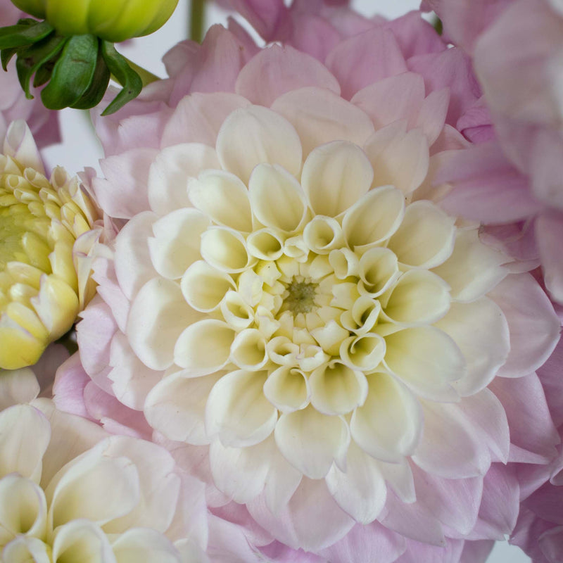 Peekaboo Blush Dahlia Flower