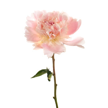 Blush Pink Alertie Peony Side Stem View