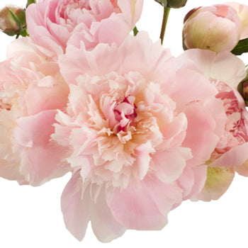 Blush Pink Alertie Peonies up close